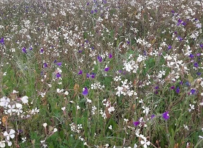 Homestay Viajeros La Laguna (Tenerife)